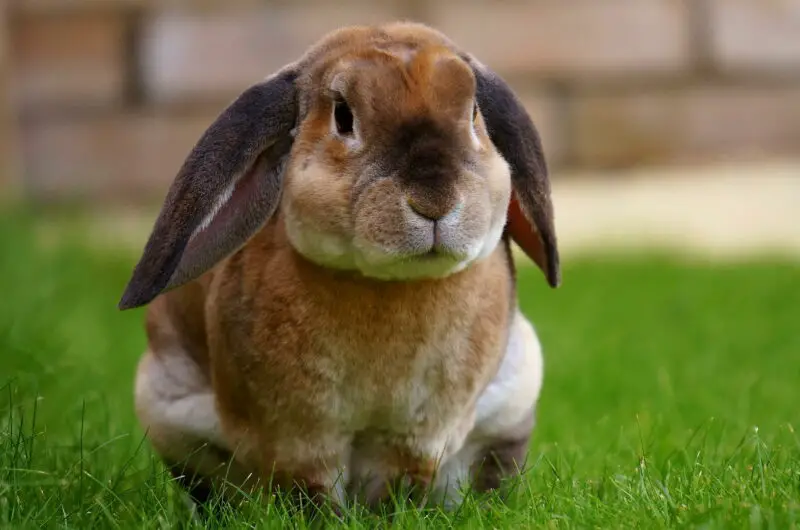 Kaninchenbraten - so mache ich ihn nicht