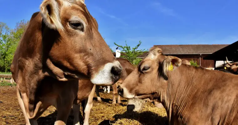 Kuh - Kühe auf Bauernhof