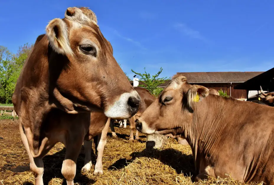 Kuh - Kühe auf Bauernhof