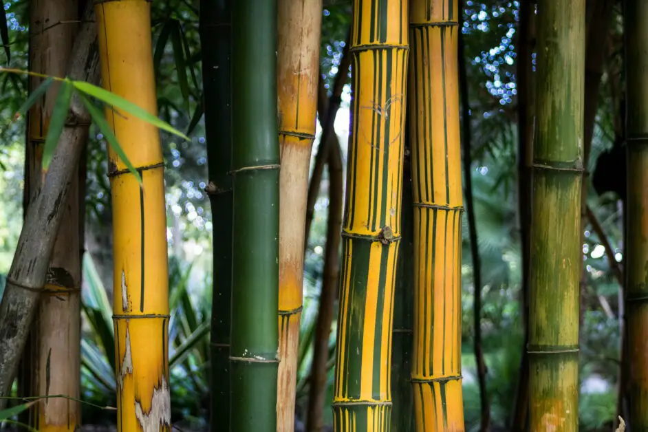 Bambus - sehr hartes Material für Schneidebretter