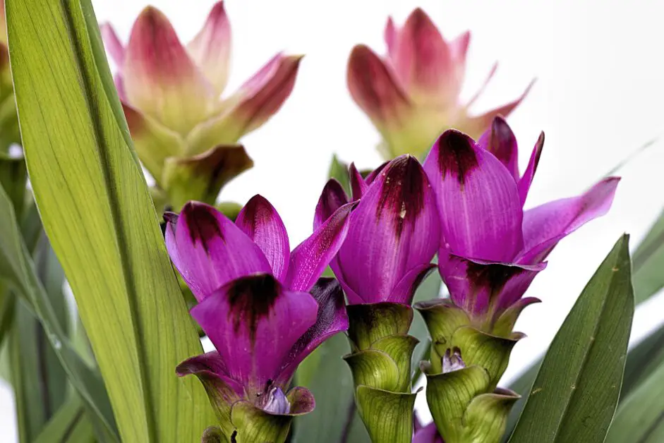 Foto von Kurkuma-Blüten. Bild via Pixabay